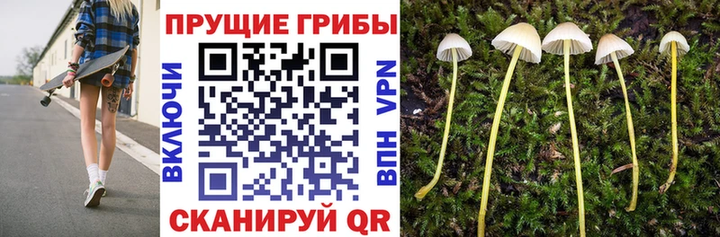 Галлюциногенные грибы Psilocybine cubensis  Чайковский 