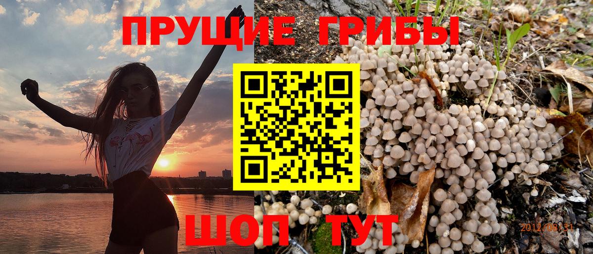 Чайковский  купить   Вход с VPN  Галлюциногенные грибы прущие грибы 